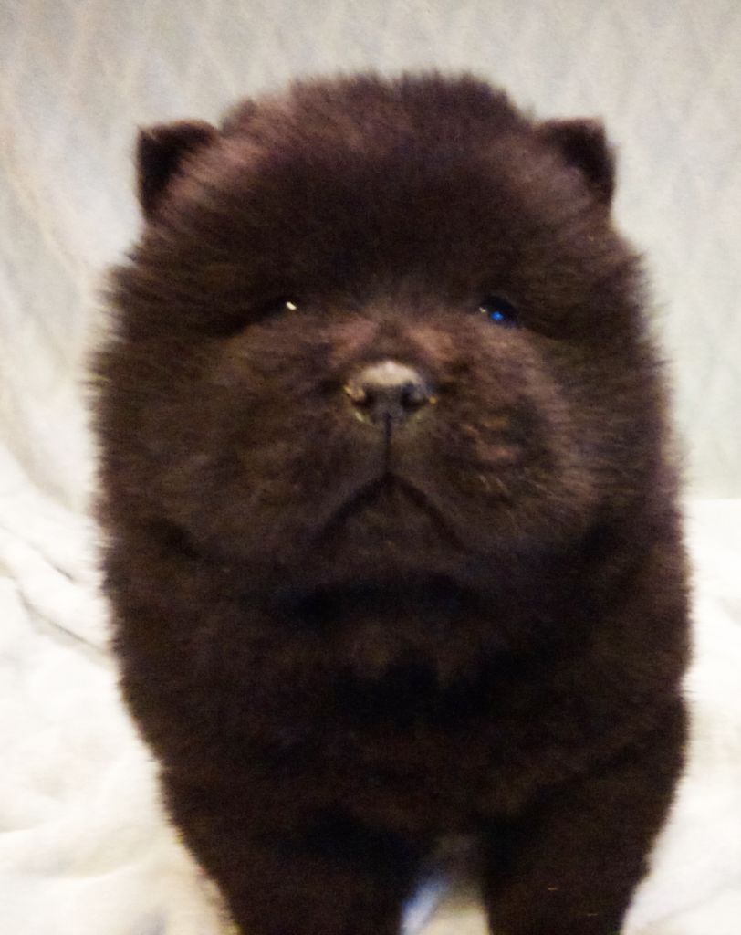 Laetitia Danger - Chiots disponibles - Chow Chow