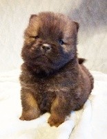 CHIOT